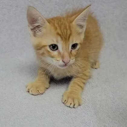 A baby medium-sized male Tabby (Orange / Red) Domestic Short Hair cat named Cheese Land for adoption in Valdosta, GA