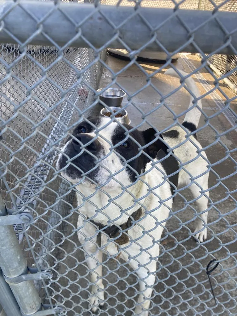 An adult medium-sized male American Staffordshire Terrier dog named Cupcake for adoption in Burnsville, NC