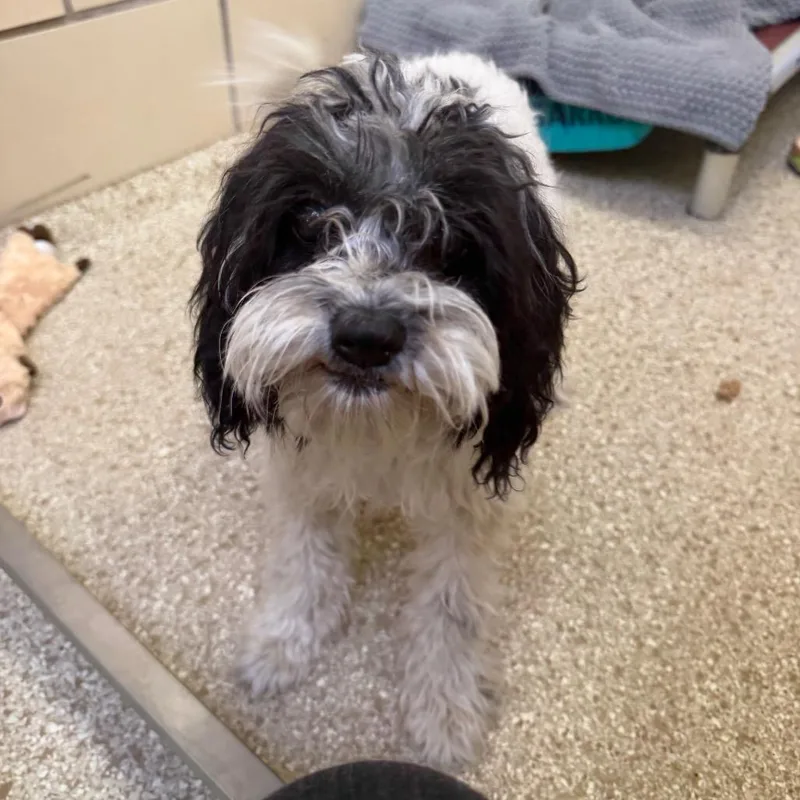 An adult small-sized female Black Shih Tzu dog named Montstray for adoption in Perkiomenville, PA