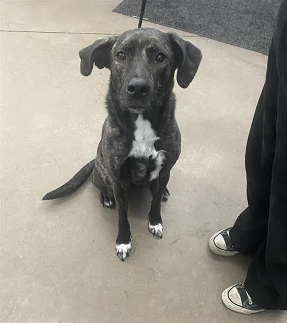 A young large-sized female Mixed Breed dog named Lilly for adoption in Dallas, TX
