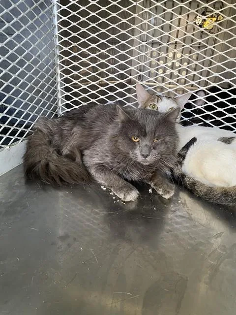 A young medium-sized male Domestic Long Hair cat named Grayson for adoption in Bakersfield, CA