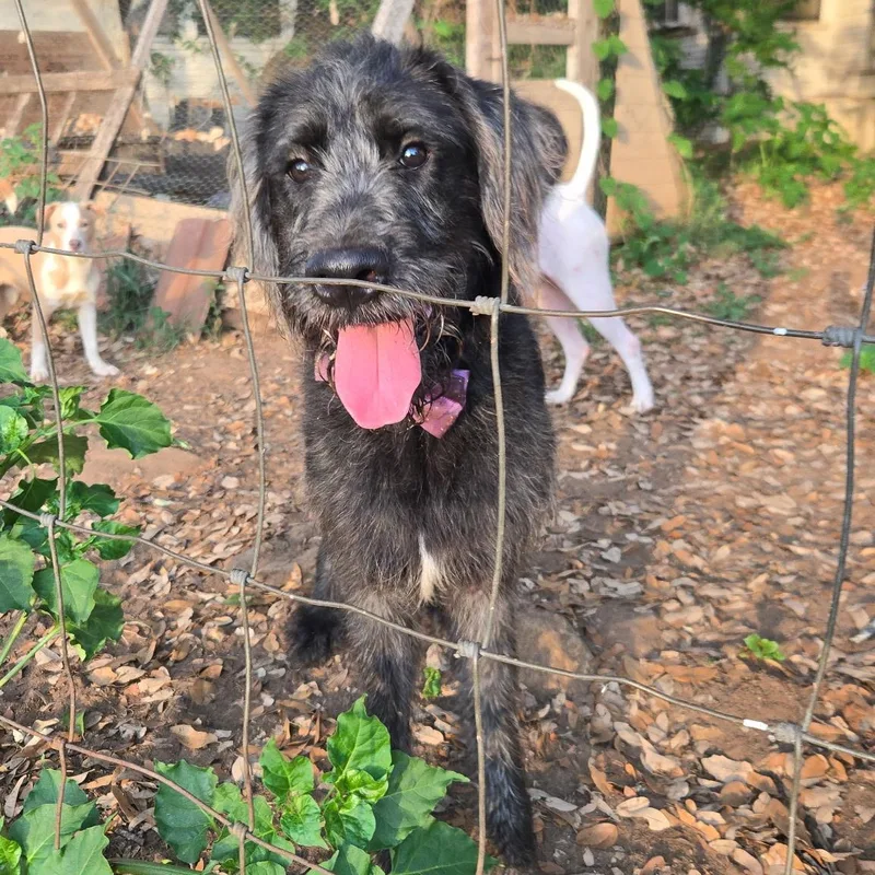 A young large-sized male Gray / Blue / Silver Giant Schnauzer dog named Sherlock for adoption in Brookeville, MD