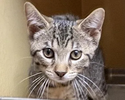 A baby small-sized female Domestic Short Hair cat named Devi for adoption in West Seneca, NY