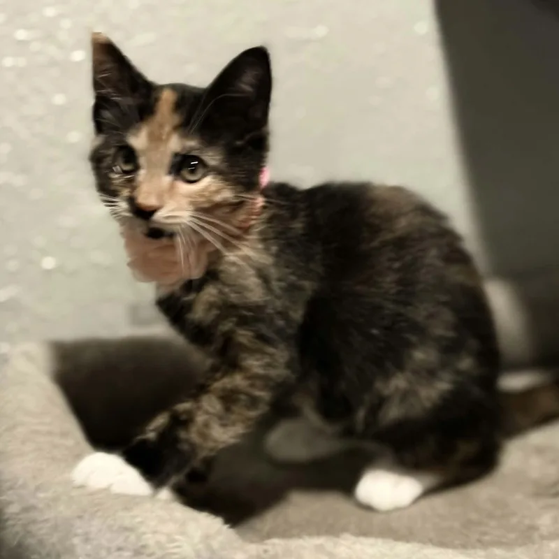 A baby medium-sized female Tortoiseshell Domestic Short Hair cat named Nikki for adoption in Watertown, WI