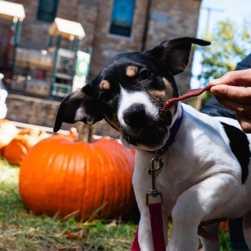 A baby medium-sized female White / Cream Terrier dog named Louise for adoption in Overland Park, KS