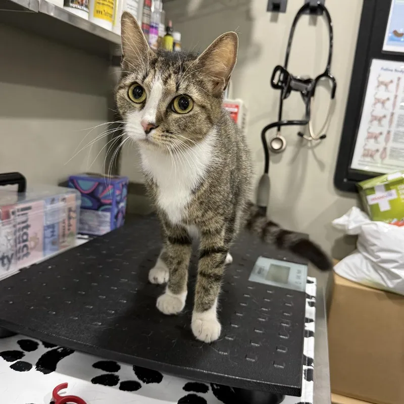 A baby medium-sized female Gray & White Domestic Short Hair cat named Tuna for adoption in Bridgeville, PA
