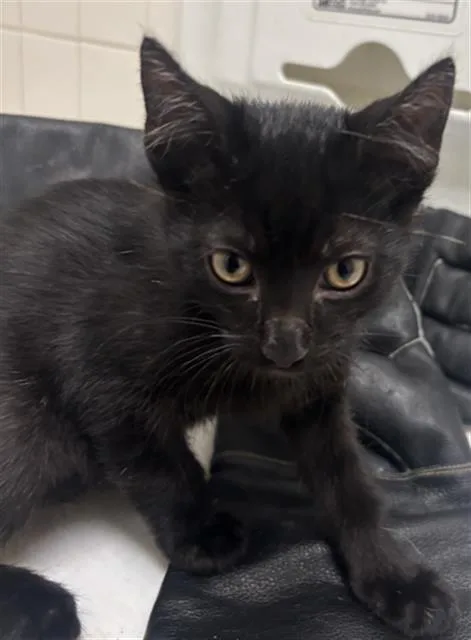 A baby medium-sized male Domestic Short Hair cat named Moe for adoption in Dallas, TX