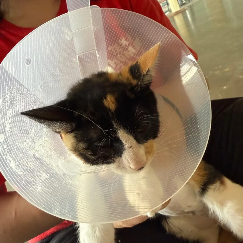 A baby small-sized female Calico Domestic Short Hair cat named Tempo for adoption in Leander, TX
