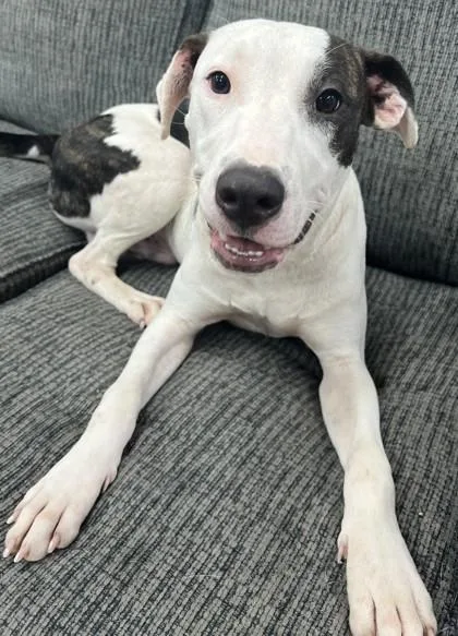 Georgie Porgie thumbnail 2