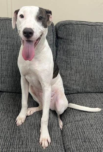 Georgie Porgie thumbnail 3