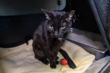 A senior medium-sized female Domestic Short Hair cat named Annette for adoption in Ringoes, NJ