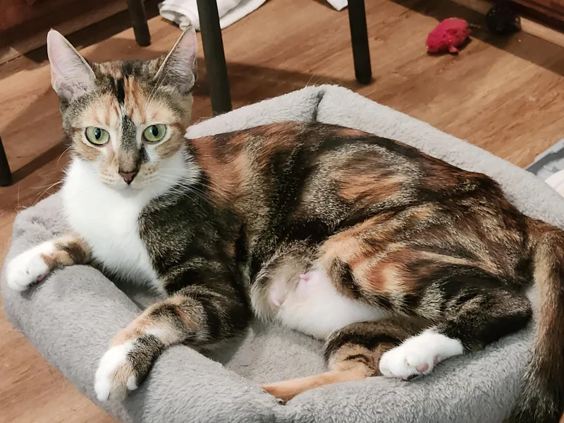 A young medium-sized female Calico cat named Gigi for adoption in Yorba Linda, CA