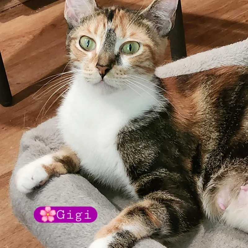 Gigi thumbnail 2
