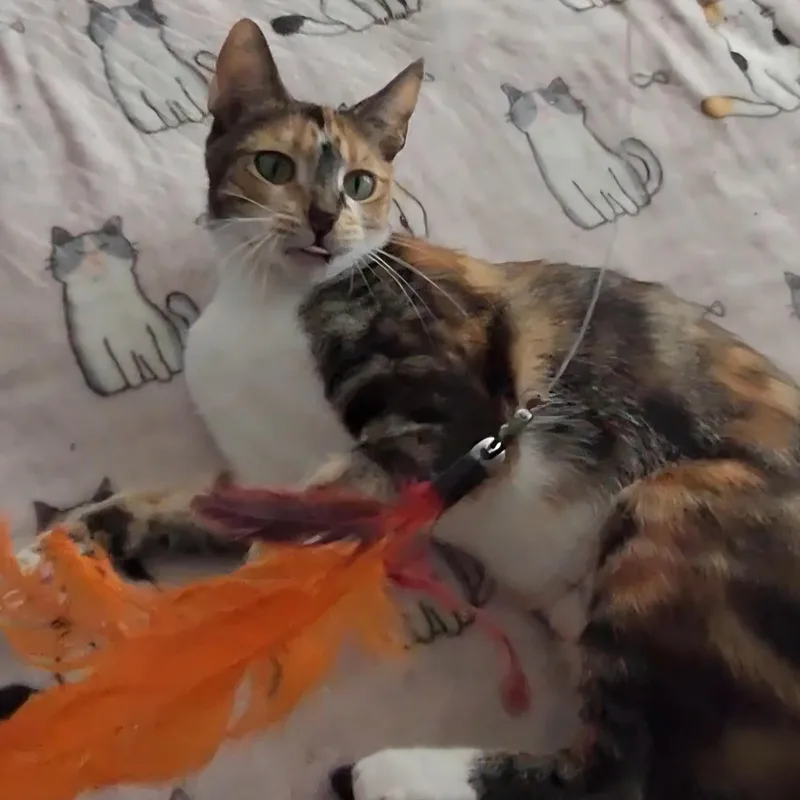 Gigi thumbnail 5