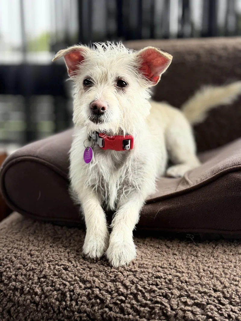 Lil' Bow Wow Aka thumbnail 3