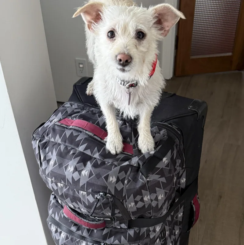 Lil' Bow Wow Aka thumbnail 4