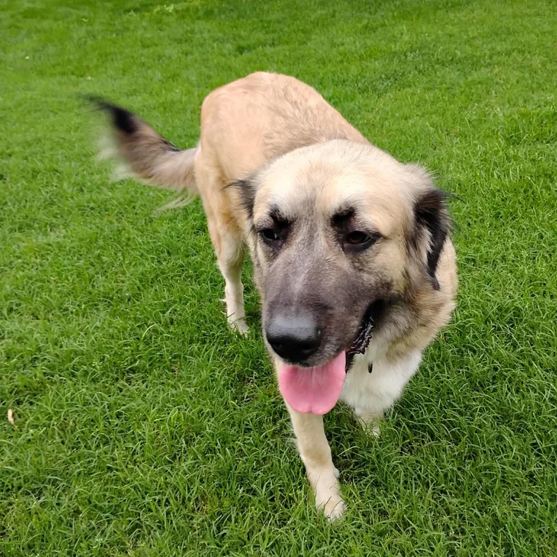 A young large-sized female Golden Great Pyrenees dog named Faith for adoption in Chatham, NJ