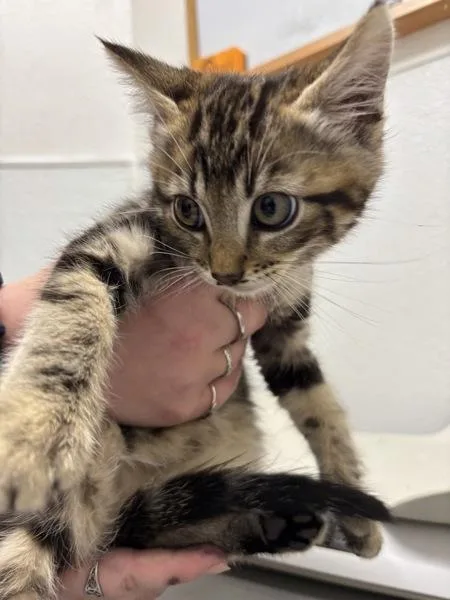 A baby medium-sized male Domestic Short Hair cat named Reptilia for adoption in Silverdale, WA