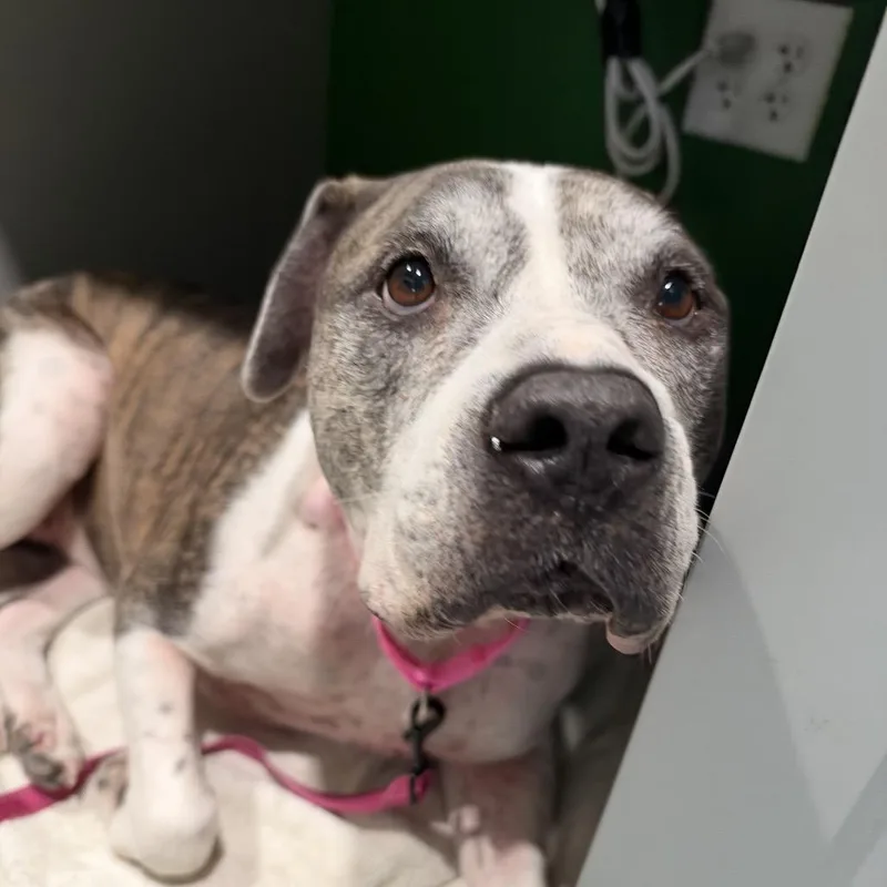 A senior large-sized female White / Cream Pit Bull Terrier dog named Lola for adoption in Kyle, TX