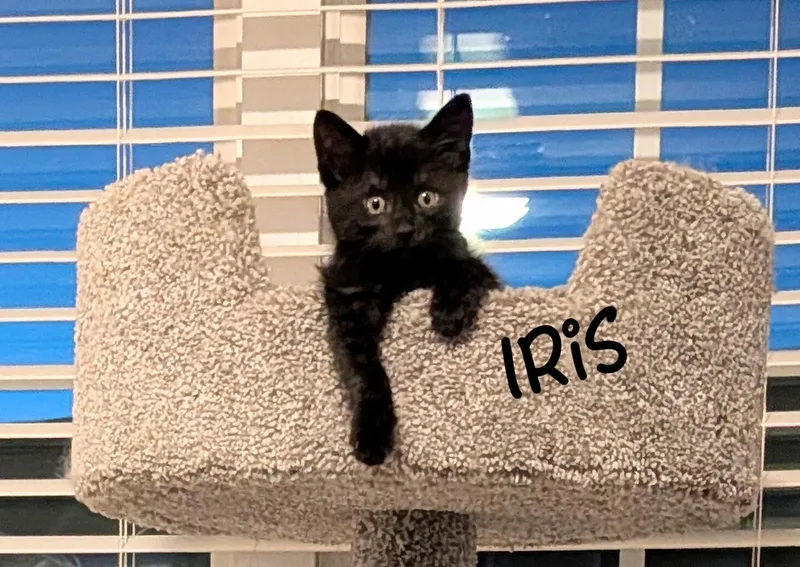 A baby medium-sized female Black Domestic Short Hair cat named Iris for adoption in Overland Park, KS