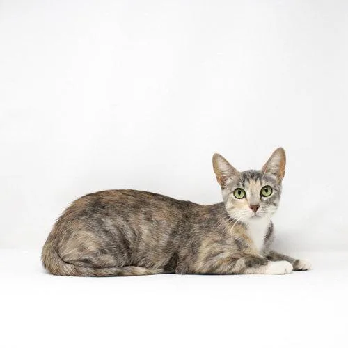 A young medium-sized female Domestic Short Hair cat named Rosemary for adoption in Florence, AZ