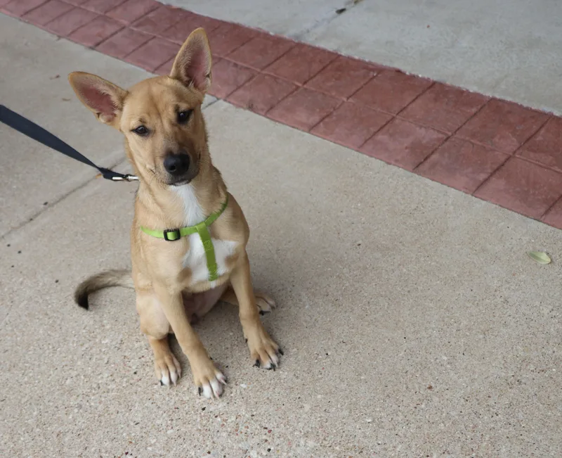 A baby small-sized female Yellow / Tan / Blond / Fawn Belgian Shepherd / Malinois dog named Lite Brite for adoption in Pflugerville, TX