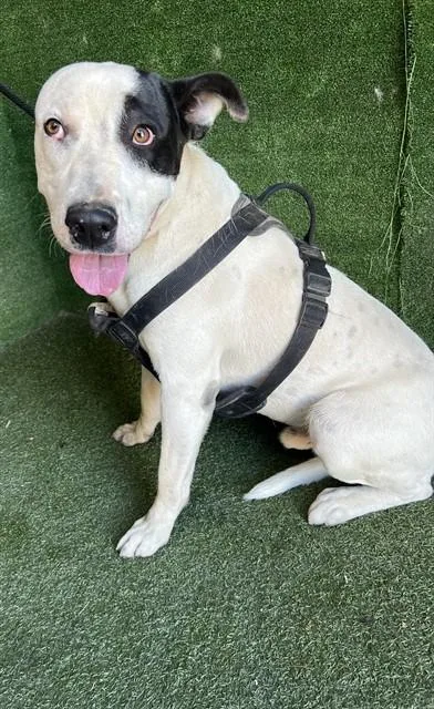 A young medium-sized male Pit Bull Terrier dog named Isiah for adoption in Lancaster, CA