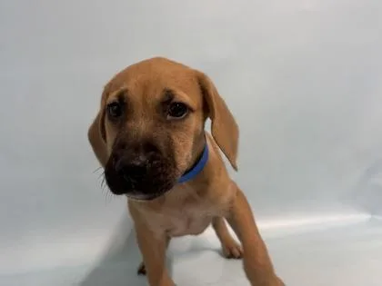 A baby small-sized male Boxer dog named Tater for adoption in Golden Valley, MN