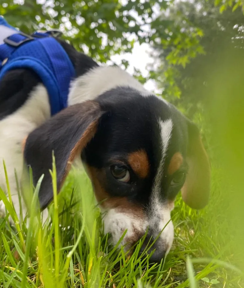 A baby medium-sized male Basset Hound dog named Wobbles for adoption in Fall River, MA