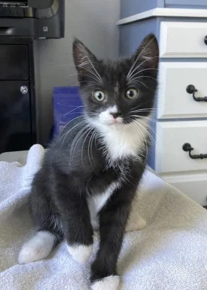 A baby small-sized male Domestic Long Hair cat named Mike for adoption in Sacramento, CA
