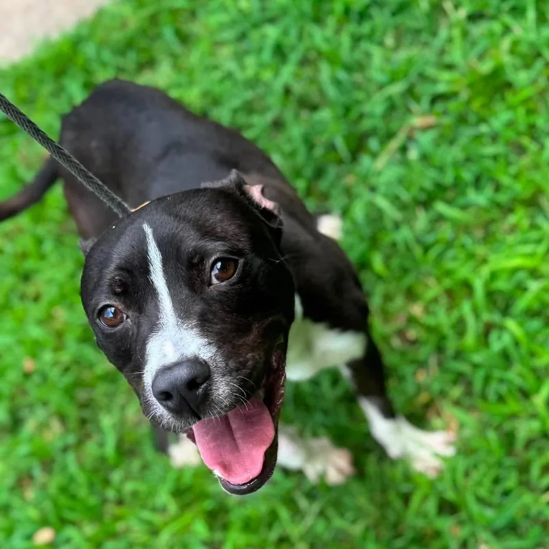 An adult small-sized male Black American Staffordshire Terrier dog named Donnie for adoption in Long Island City, NY