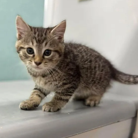 A baby medium-sized male Tabby (Brown / Chocolate) Domestic Short Hair cat named Bruno Meows for adoption in Bardstown, KY