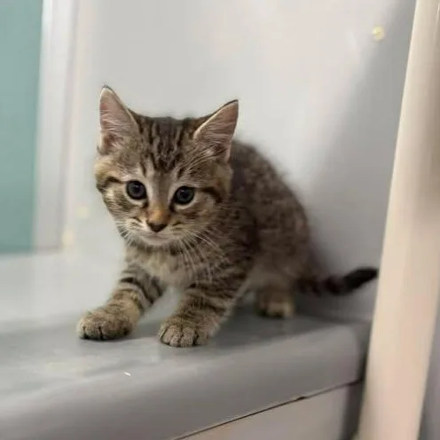 Bruno Meows thumbnail 2