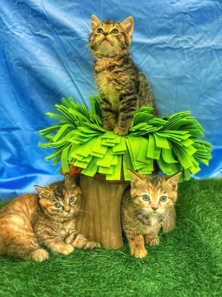 Bruno Meows thumbnail 3