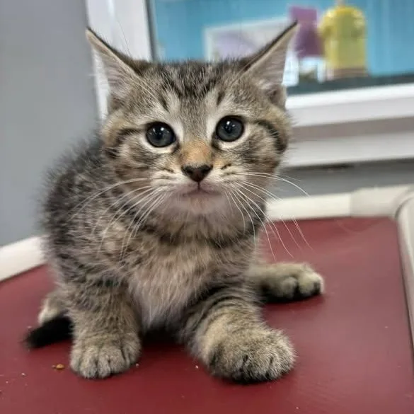 Bruno Meows thumbnail 4