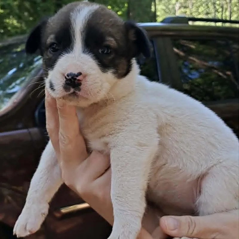 Puppy
