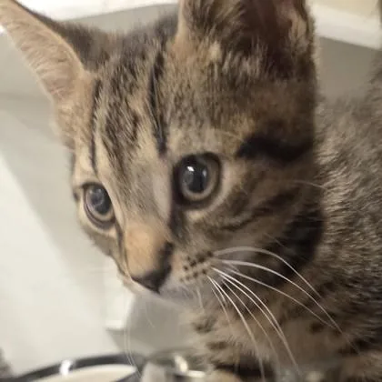 A baby small-sized male Domestic Short Hair cat named Earl for adoption in Voorhees, NJ