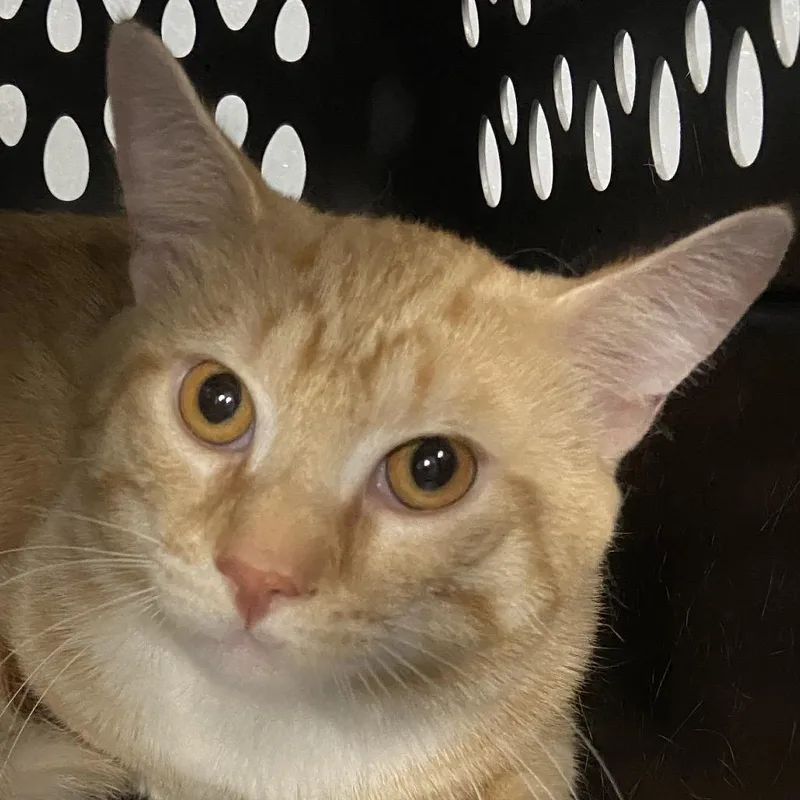 An adult large-sized male Domestic Short Hair cat named Bisou for adoption in Allentown, PA