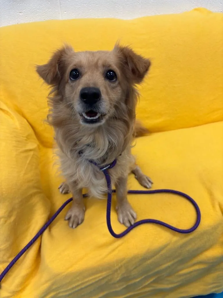 A young small-sized male Chihuahua dog named Slinky for adoption in Muskegon, MI