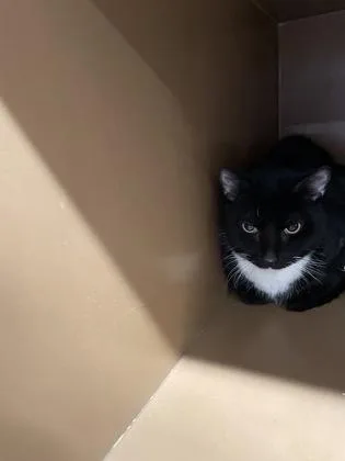 An adult large-sized male Domestic Short Hair cat named Milo for adoption in Hamilton, NJ