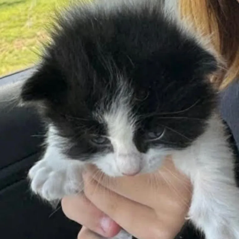 A baby small-sized male Black Domestic Short Hair cat named Benson for adoption in Spring Hill, KS