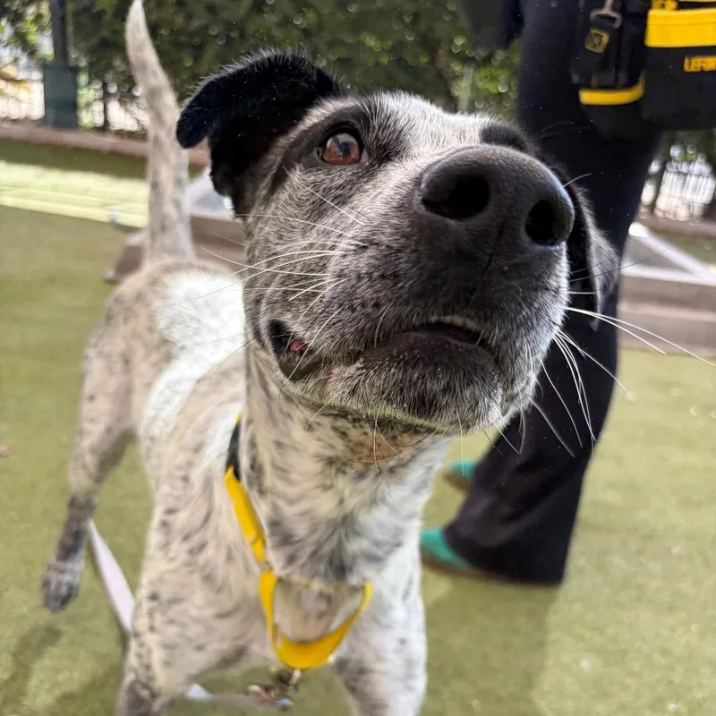A young medium-sized male Black Australian Cattle Dog / Blue Heeler dog named Sokka for adoption in Albuquerque, NM