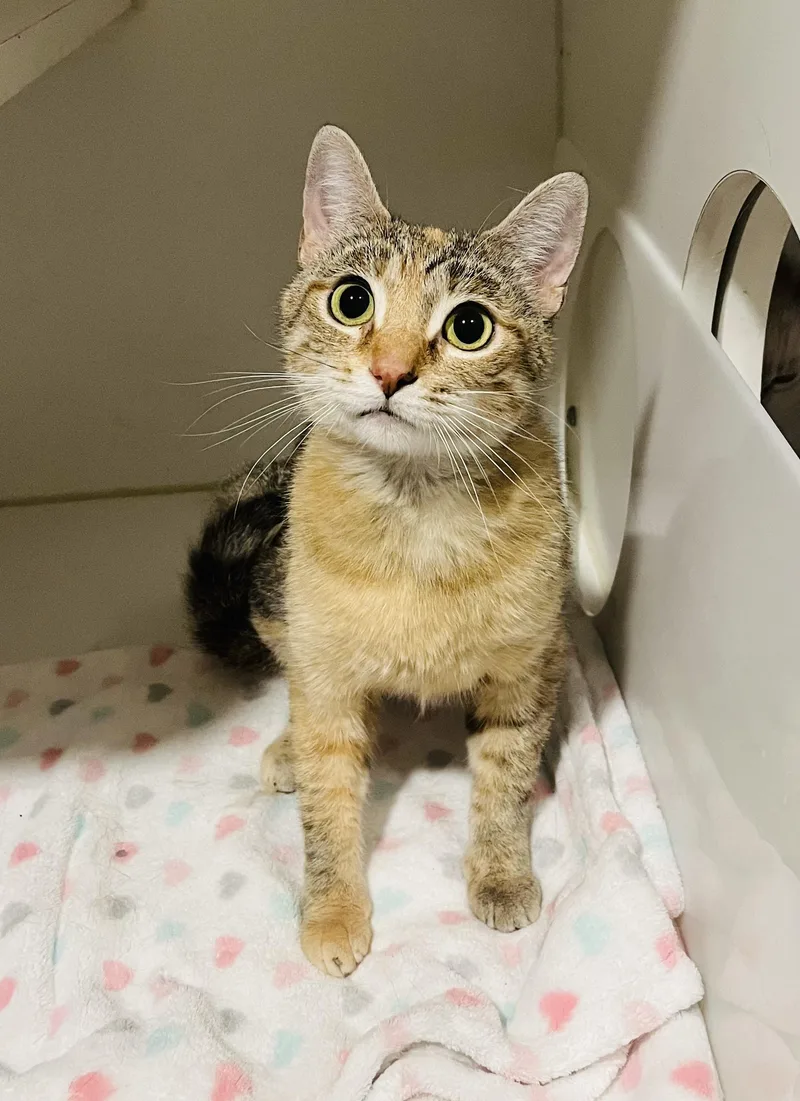 A young small-sized female Calico Domestic Short Hair cat named Mimi for adoption in St. Clair, MI