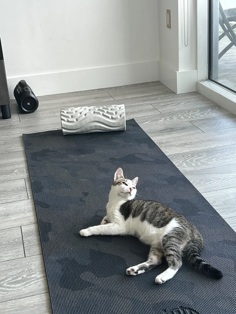 A baby medium-sized male Buff & White Domestic Short Hair cat named Rudolph for adoption in Miami Beach, FL