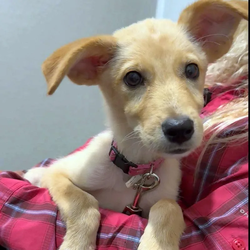 A baby small-sized female Golden Yellow Labrador Retriever dog named Alley for adoption in Weatherford, TX