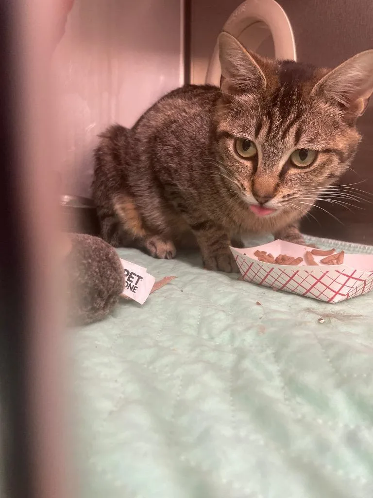An adult medium-sized female Domestic Short Hair cat named Tigger for adoption in Blountville, TN