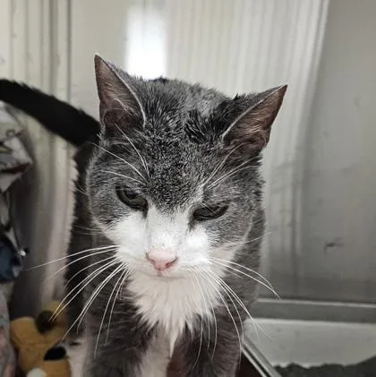 A senior small-sized male Domestic Short Hair cat named Karl for adoption in Scotia, NY