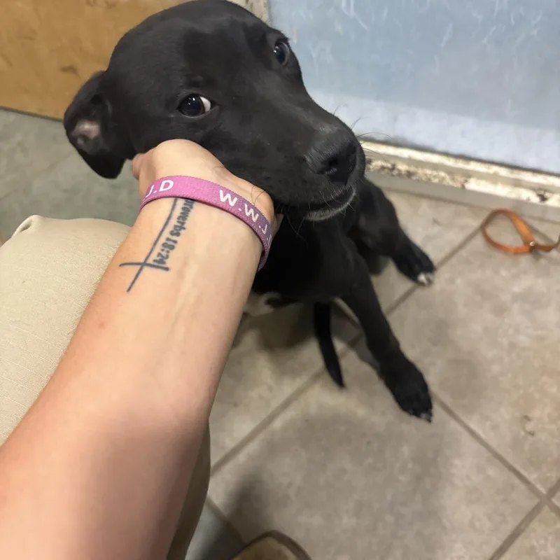 A young medium-sized male Gray / Blue / Silver Mixed Breed dog named July th for adoption in Chattanooga, TN