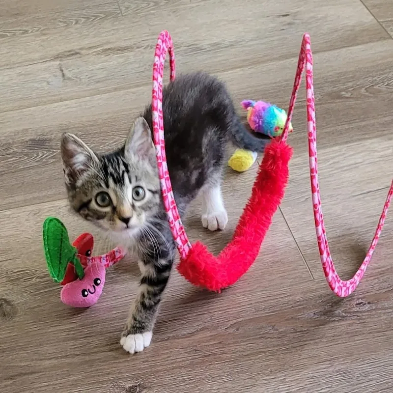 A baby small-sized male Brown / Chocolate Domestic Short Hair cat named Peter for adoption in West Palm Beach, FL