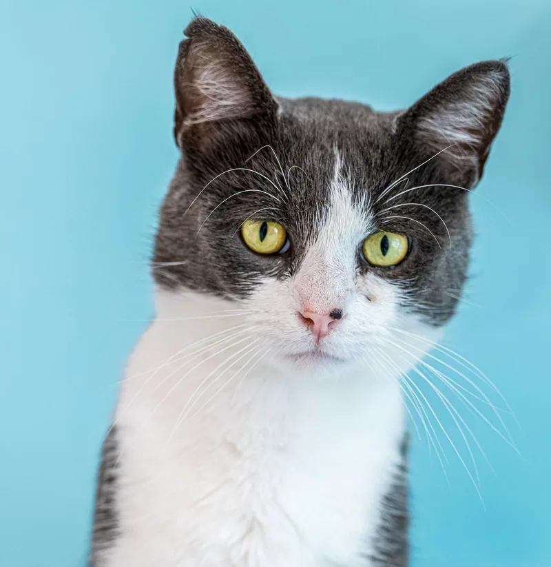 An adult medium-sized male Gray & White Domestic Short Hair cat named Rory  KBC for adoption in Dublin, OH